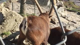 ibex Mountain goats in Alpine wildlife park interlec, Switzerland