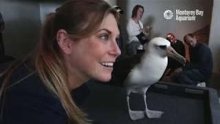 A Day In The Life Of Makana And Alika The Rescued Laysan Albatrosses