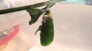 オオムラサキの蛹化 Sasakia charonda pupation