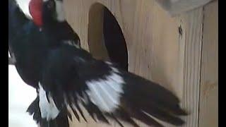 Acorn woodpecker investigates K-box, knocks on top - Audubon Starr Ranch