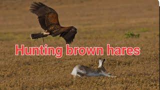 Hunting Brown Hares With Goshawks And Flushing Deer 