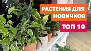 ТОП 10 растений для начинающих » Простые в уходе комнатные цветы