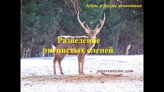 Разведение пятнистых оленей