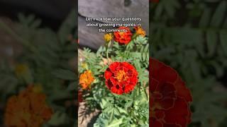 Everything you need to get started growing Marigolds. #edenbrothers #gardening101 #marigolds