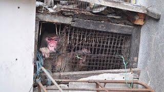 Monkey Gets Freed After Spending 25 Years in Dark Hole Between Buildings