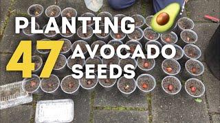 Planting 47 Avocado Seeds in Soil