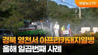 경북 영천서 아프리카돼지열병…올해 일곱번째 사례 / 연합뉴스TV (YonhapnewsTV)