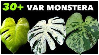 THE Variegated Monstera PRICING Guide 2024-2025