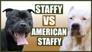 STAFFORDSHIRE BULL TERRIER vs AMERICAN STAFFORDSHIRE BULL TERRIER