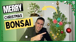 How to make a Bonsai from your Christmas Tree