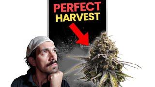 Unlocking the Secret to Perfect Marijuana Harvest: Patience is Key