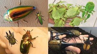 All Bugs In REAL LIFE! | Animal Crossing New Horizons