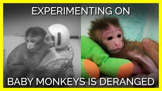 Today's Experiments on Monkeys Are Just as Cruel As They Were 70 Years Ago