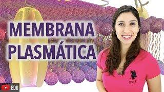 Citologia 2/2: Membrana Plasmática | Anatomia e etc