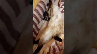 КОШКА - Спит, а Гулять бегом. #Shorts #cat #conversation