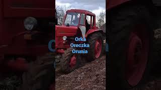 Belarus Mtz 82 w orce pod ziemniaki #tractor #agriculture #orka #ziemniaki #wiosna