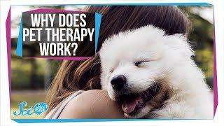 Why Does Pet Therapy Work? (It's Not Just Cute Dogs)