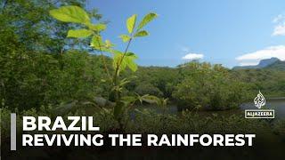 Reviving the rainforest: One family's mission to restore Brazil's Atlantic Forest