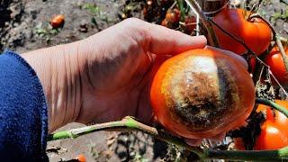 Blight in the Garden~Tomato Crop Failure!