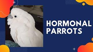 How to help a Hormonal Parrot