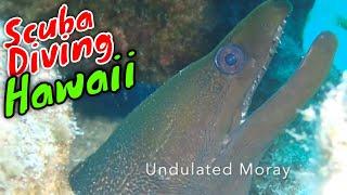 Kona Scuba Diving The Hunt for Critters | Kona Honu Divers