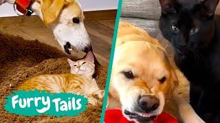 Cats & Dogs Funny Fails  | Furry Tails