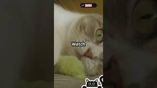 Cat  #shorts #cat #cute #youtubeshorts #animals #short