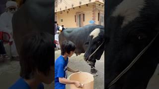 Last dafa kha raha️#sultan #buffalo #animallife #animals #animalshorts #petshub #petlover #viral