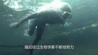 它堪稱為生態殺手，所到之處無魚生還，亞洲鯉魚終結者