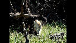 Jaguar Shows Cubs how to Hunt a Caiman