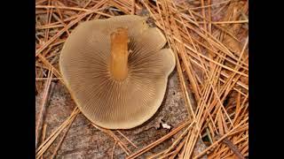 Hypholoma capnoides