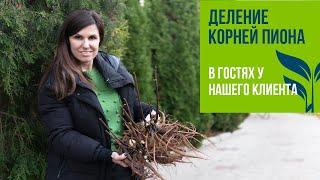 Деление корней ПИОНА. В гостях у нашего клиента.