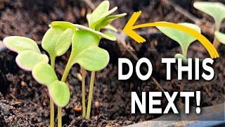 What to do when seeds have grown | Gardening for Beginners | Seedlings 101