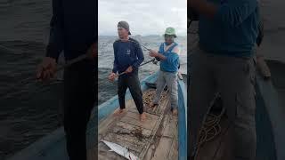 mancing tenggiri #mancingasik