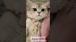  #sevimli #kediler #cutecat #cuteanimals