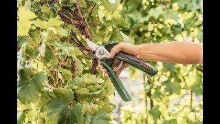 NEW: Bosch EasyPrune