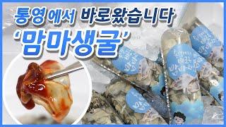 통영에서 바로 왔습니다! 최상급 산지직송 맘마생굴