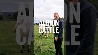 Our rarest native breed on the farm. #farmlife #adamhenson #rarebreeds #cattle #learnwithme