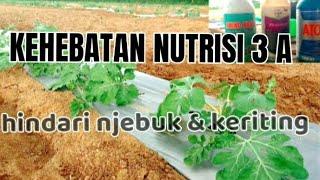 CARA TANAM SEMANGĶA SEDARI AWAL bag.5 nutrisi dan perawatan pasca munggel...