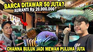 MEWAH!! BARCA 50 JUTA & AURANTI 20 JUTA? SULTAN BAYAK TAWAR TAPI BELUM DIJUAL @ANAK KADAL.