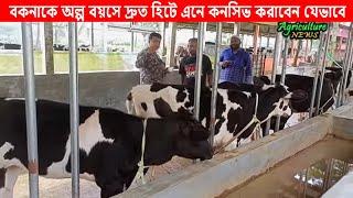 বকনা বাছুরকে অল্প বয়সে দ্রুত গাভীন বানাবেন যেভাবে | Bayezid Moral | Agriculture news | calf care