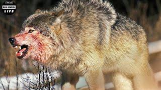 15 Chaotic Battles As Animals Invade Wolves' Territory | Animal Fight