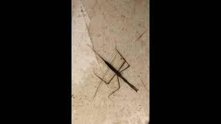 Water Scorpion Behavior