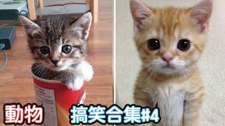 2022最搞笑的寵物影片笑到噴飯#4/Funny Animals Video/貓/狗/cat/dog/pet/