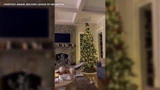 Owl flies into Virginia home, lands atop Christmas tree