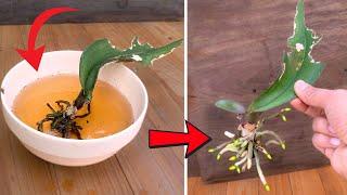 Just once! Orchids root and flower immediately