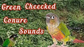 Green cheecked conure parrot sounds