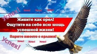 Добиться УСПЕХА! Это ваше право!