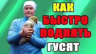 Как быстро поднять гусят. Кормление гусят.