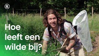 Hoe leeft een wilde bij?